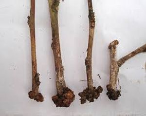 uploads/images/pest/tea nematodes.jpg